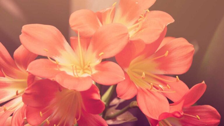 Where Can Beginners Find A Detailed 99Exch Guide?